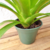 Imagem do Bromélia Guzmania Finest Red