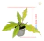 Muda Philodendron Gergaji Golden - loja online