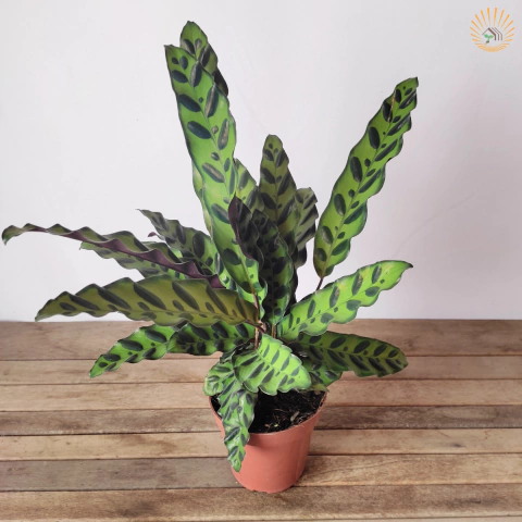 Maranta Cascavel / Calathea Insignis - comprar online