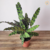 Maranta Cascavel / Calathea Insignis - comprar online