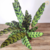 Maranta Cascavel / Calathea Insignis na internet
