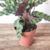 Maranta Cascavel / Calathea Insignis - Estufa Urbana