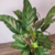 Calathea Louisae Maui Queen (Maranta) - comprar online