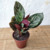 Maranta Riscada / Calathea Ornata
