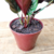 Maranta Riscada / Calathea Ornata na internet
