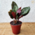 Maranta Riscada / Calathea Ornata - Estufa Urbana