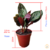 Maranta Riscada / Calathea Ornata - loja online