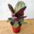 Calathea Rosea-picta (Roseopicta)