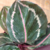 Calathea Rosea-picta (Roseopicta) na internet