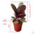 Calathea Rosea-picta (Roseopicta) - loja online