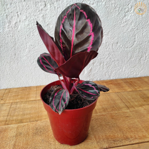 Calathea Rubi