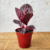 Calathea Rubi - loja online