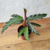 Maranta Peluda / Calathea Rufibarba