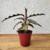 Maranta Peluda / Calathea Rufibarba na internet