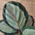 Calathea Saturno - comprar online