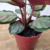 Calathea Saturno - Estufa Urbana
