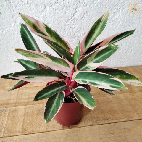 Maranta Tricolor / Calathea Triostar / Stromanthe Sanguinea Triostar