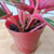 Maranta Tricolor / Calathea Triostar / Stromanthe Sanguinea Triostar na internet