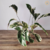 Calathea White Fusion (Maranta)