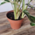 Calathea White Fusion (Maranta) na internet