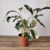 Calathea White Fusion (Maranta) - Estufa Urbana