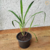 Capim Santo, Limão, Cidreira - Muda orgânico - Planta Medicinal