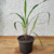 Capim Santo, Limão, Cidreira - Muda orgânico - Planta Medicinal - Estufa Urbana
