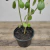 Muda Boldo Do Chile - Planta Medicinal - Estufa Urbana