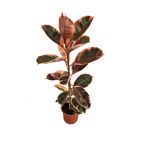 Muda Ficus Elástica Ruby