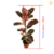 Muda Ficus Elástica Ruby - comprar online