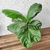 Ficus Lyrata (folha larga)