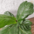 Ficus Lyrata (folha larga) - comprar online