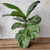 Ficus Lyrata (folha larga) na internet