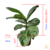 Ficus Lyrata (folha larga) - Estufa Urbana