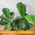 Ficus Lyrata (folha larga) - loja online