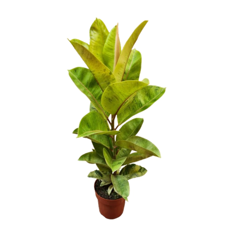 Muda Ficus Elástica Shivereana