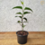 Guaco (Mikania Glomerata) - Muda orgânica - Planta Medicinal - Estufa Urbana