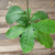 Guiné / Rabo-de-gambá - Orgânico - Planta medicinal - comprar online