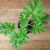 Malva-cheirosa (Pelargonium graveolens) - Muda orgânico - Planta Medicinal - comprar online