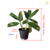 Maranta Araruta - "Maranta Brasil" - loja online