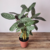 Maranta Cinza (Ctenanthe Setosa)