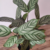 Maranta Cinza (Ctenanthe Setosa) - comprar online