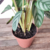 Maranta Cinza (Ctenanthe Setosa) na internet