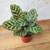 Maranta Pavão / Calathea Makoyana