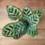 Maranta Pavão / Calathea Makoyana - comprar online