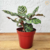 Maranta Pavão / Calathea Makoyana na internet