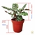 Maranta Pavão / Calathea Makoyana - Estufa Urbana