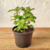 Melissa Officinalis, Erva-cidreira - Muda orgânico - Planta Medicinal - Estufa Urbana