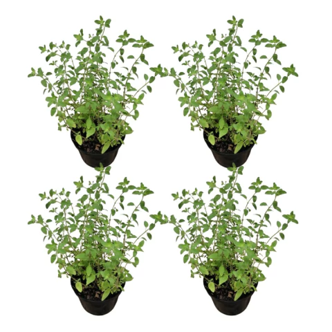 Orégano - Muda - Erva aromática - Estufa Urbana