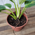 Philodendron Birkin na internet